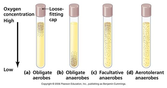 Aerob vs. anaerob: Was ist am besten für die Gewichtsabnahme?