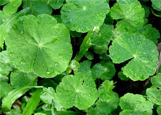 Gotu Kola: Die Heilung von Krampfadern?