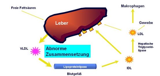 Familiäre kombinierte Hyperlipidämie: Symptome, Risiken, und mehr