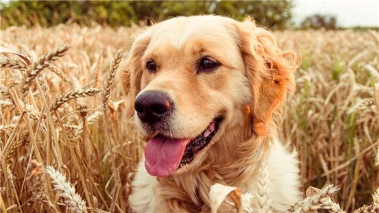 Terapia de mascotas para el cáncer de pulmón