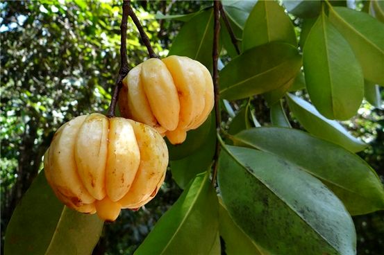 Garcinia Cambogia: ¿Hecho o ficción de pérdida de peso?