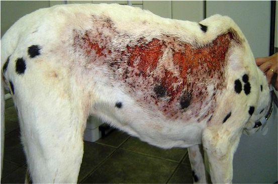 Infección por nocardia: Síntomas, Diagnóstico, y Tratamientos