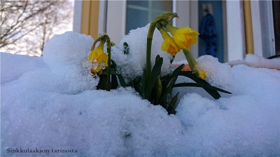 Mikä on hyvä syödä, kun sinulla on kipeä kurkku?
