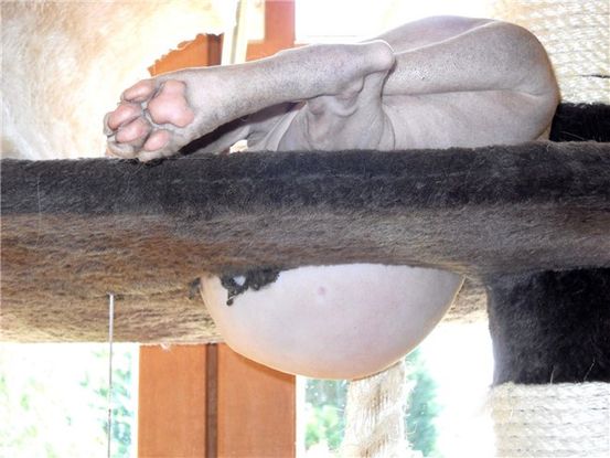 Un testicule Plus grand que l'Autre: Causes, Risques, et Plus