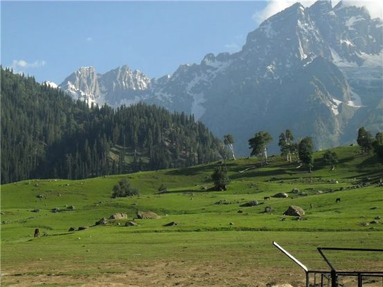 आपके प्रश्नों के उत्तर फ्ली इन्फेक्शन