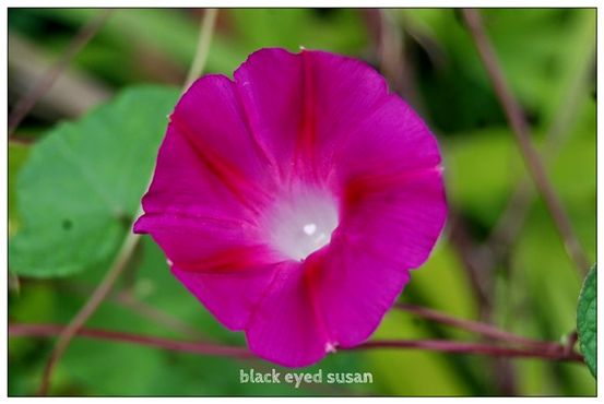 Berapa Lama Pink Eye Terakhir? Viral vs. Bakteri Pink Eye