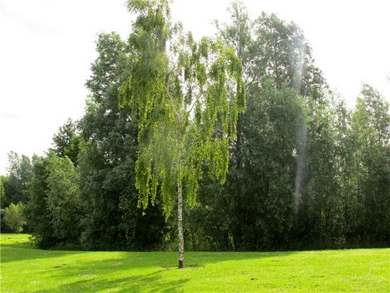 Stuitje Pijn tijdens de zwangerschap: Hoe te stretchen
