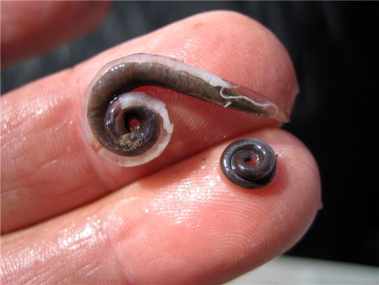 Hookworm Infecties: Oorzaken, Symptomen, en Behandelingen