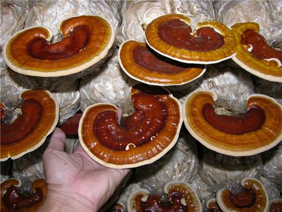 U xơ thường xuyên ở phụ nữ: Nguyên nhân, chẩn đoán và điều trị