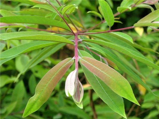 Nhiều bằng chứng cho thấy các chất chống oxy hoá có thể làm nóng các tế bào ung thư